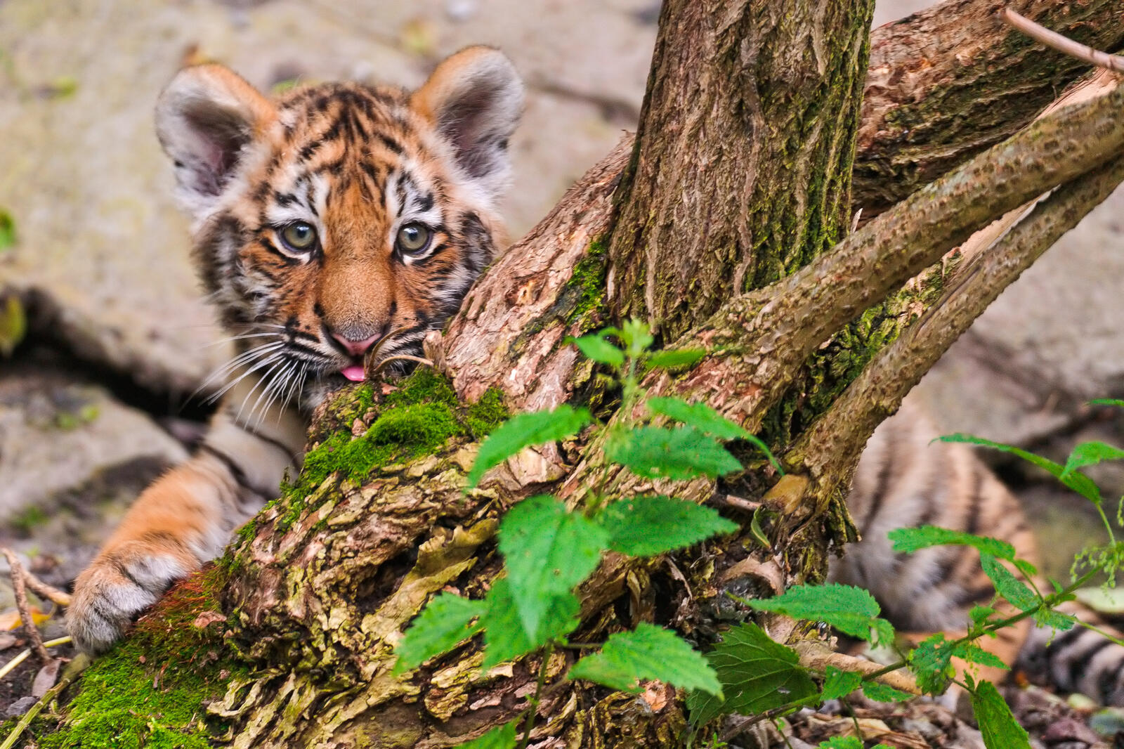 Wallpapers tiger big cat tiger cub on the desktop