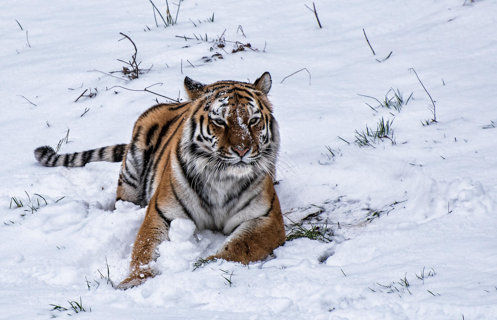 Обои зима тигр животные на рабочий стол