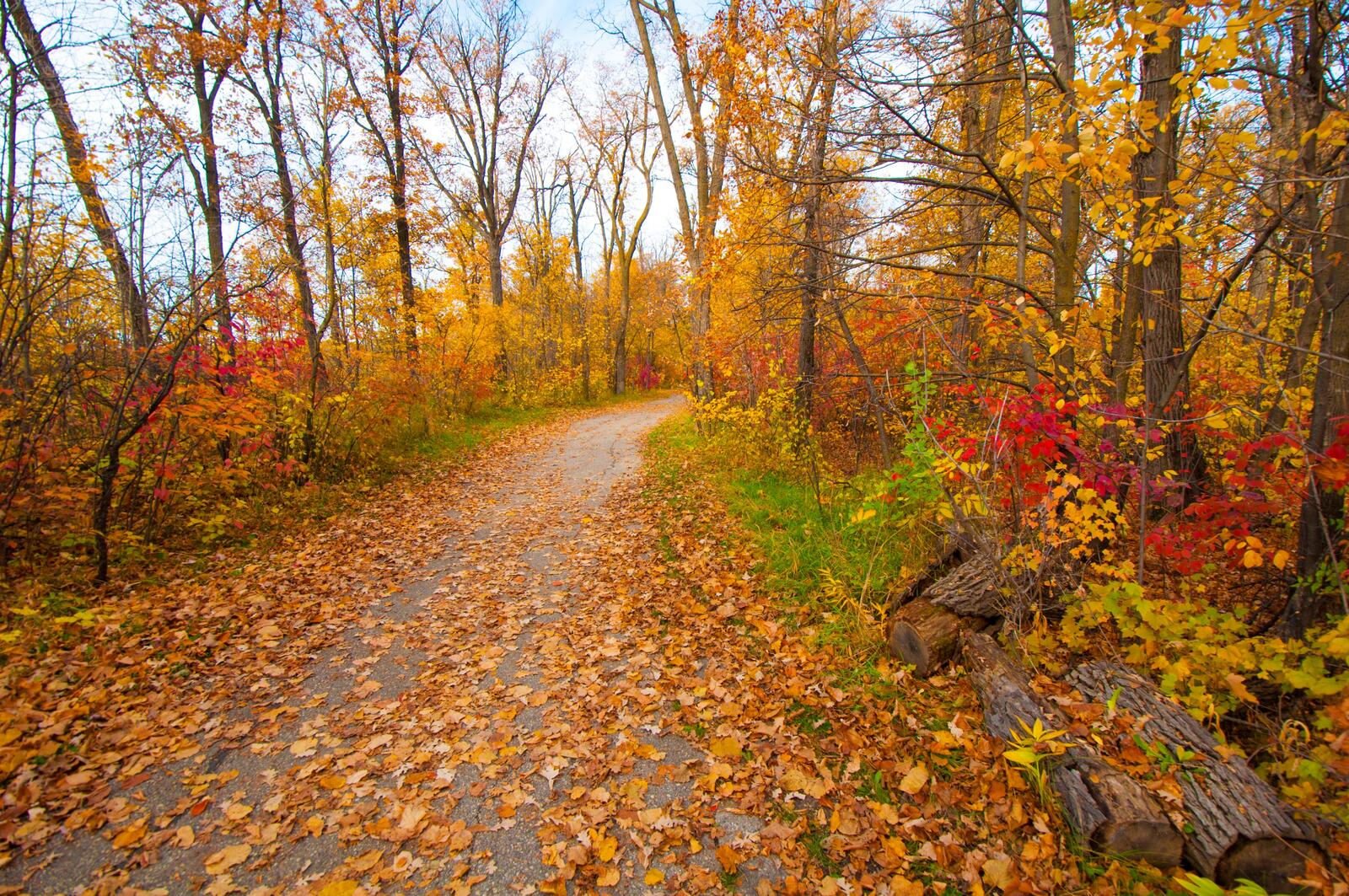 Wallpapers Pathway road autumn leaves on the desktop
