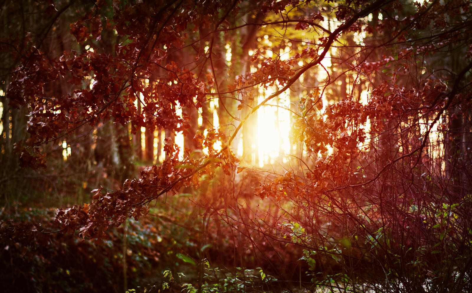 Wallpapers forest bushes sun on the desktop