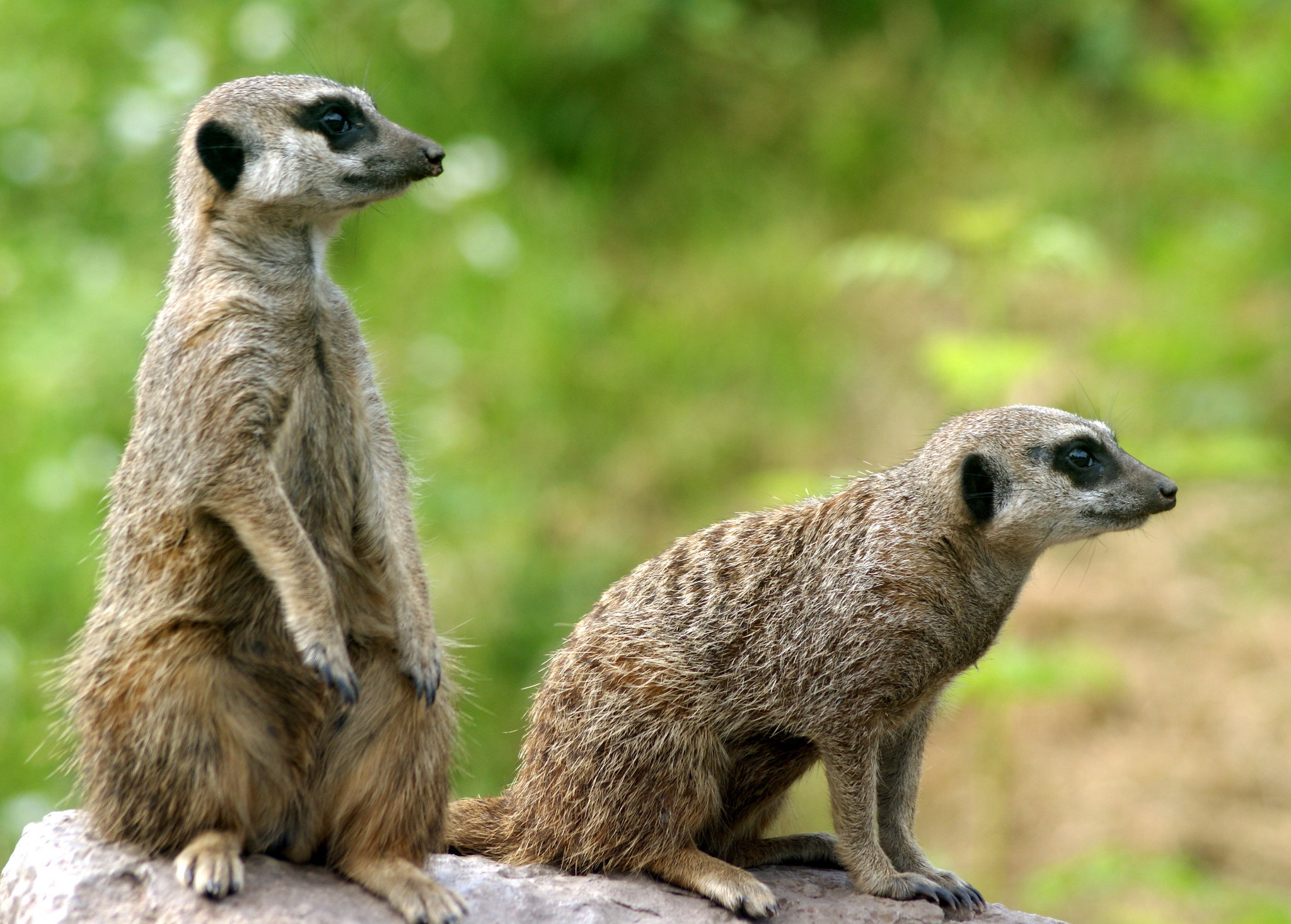Meerkats in a Moscow Park
