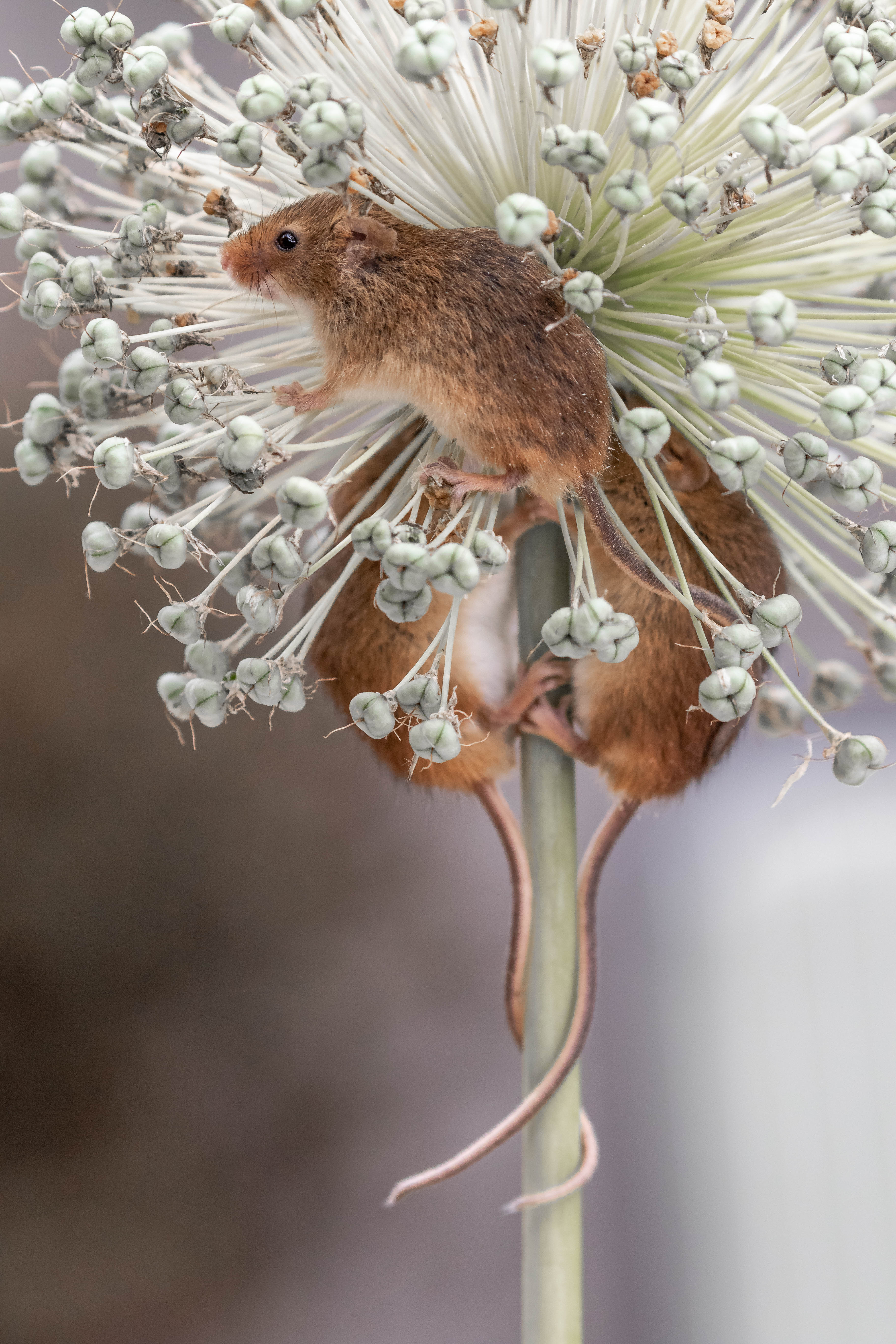 Обои мышь-малютка троица Harvest Mouse на рабочий стол