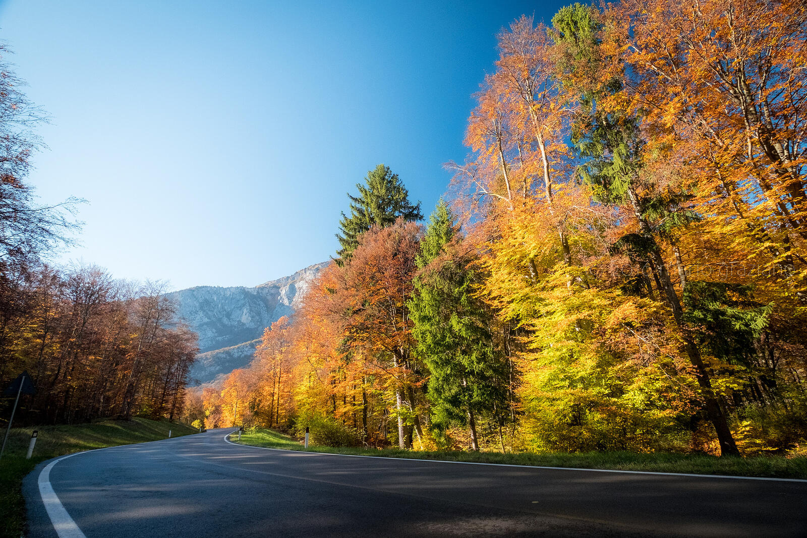 Wallpapers autumn road trees paved road on the desktop
