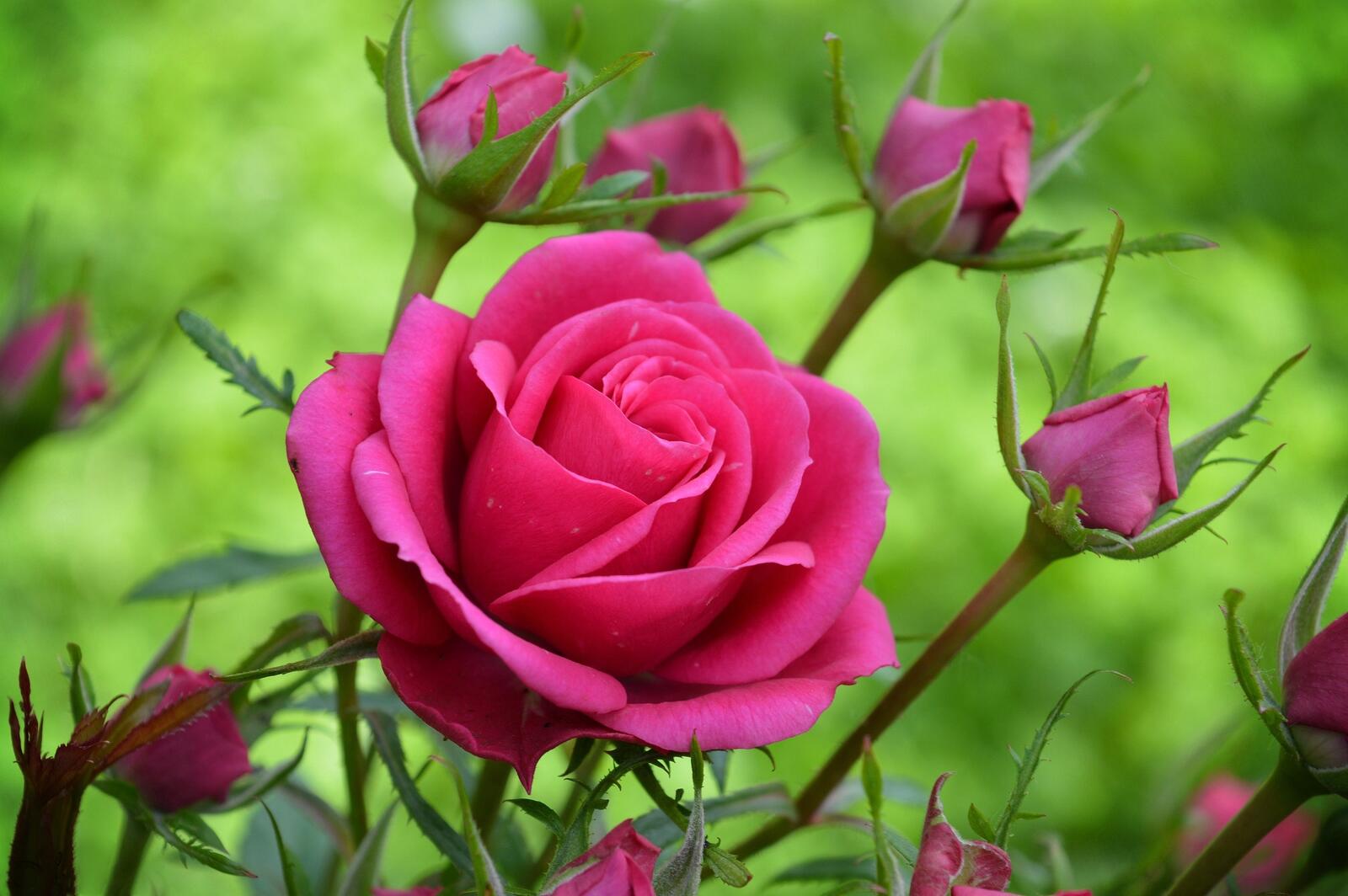 Обои цветы ветвь розы на рабочий стол