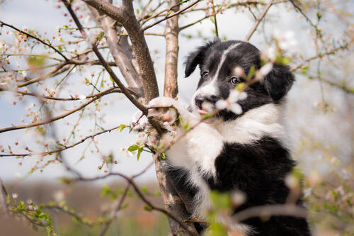 Black and white puppy on a tree