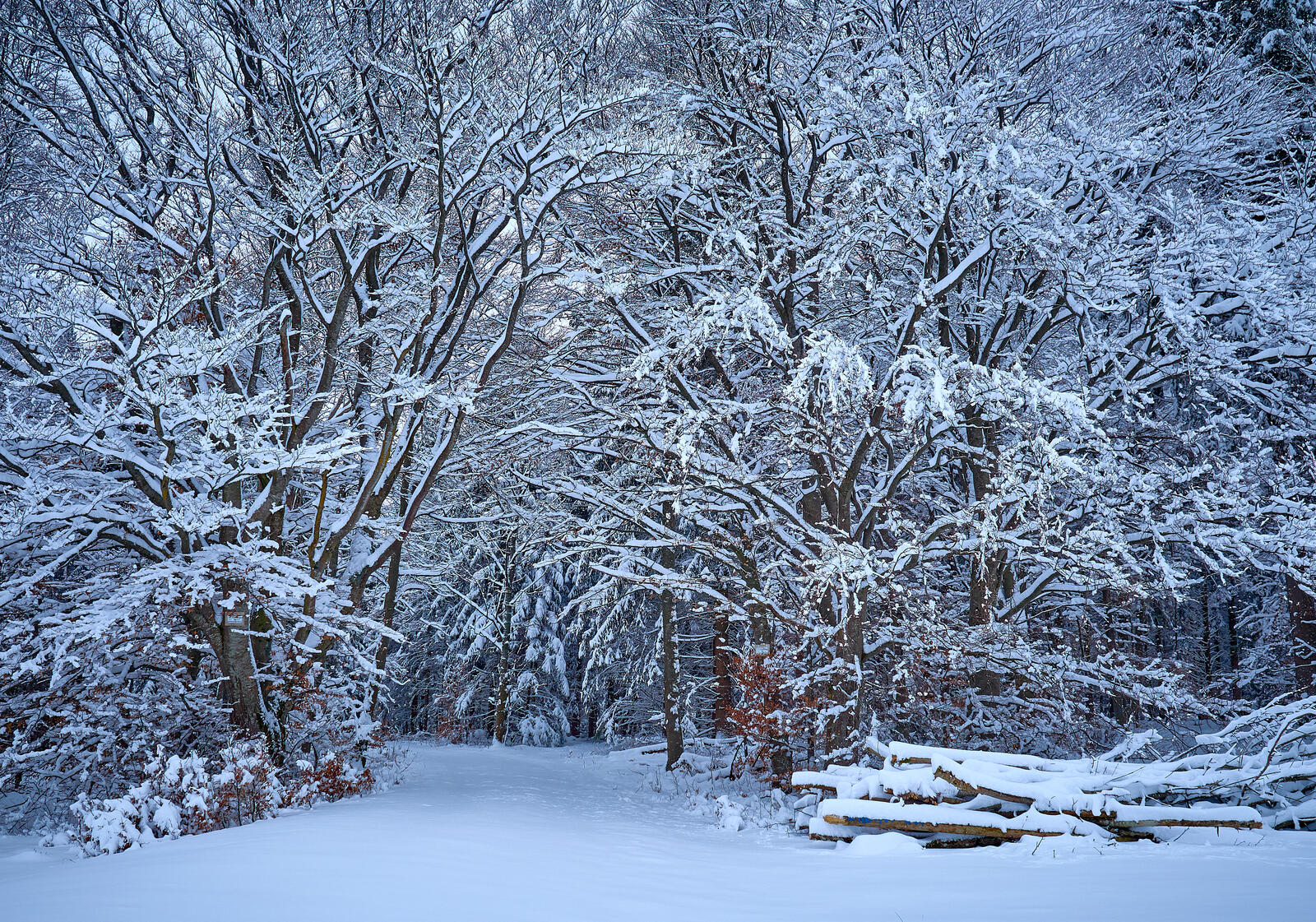 Обои зима лес деревья в снегу на рабочий стол
