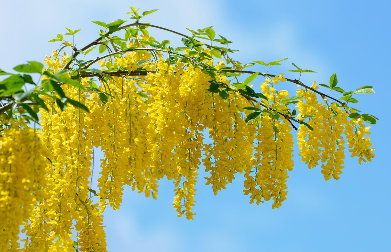 Wallpapers sprig beautiful yellow on the desktop