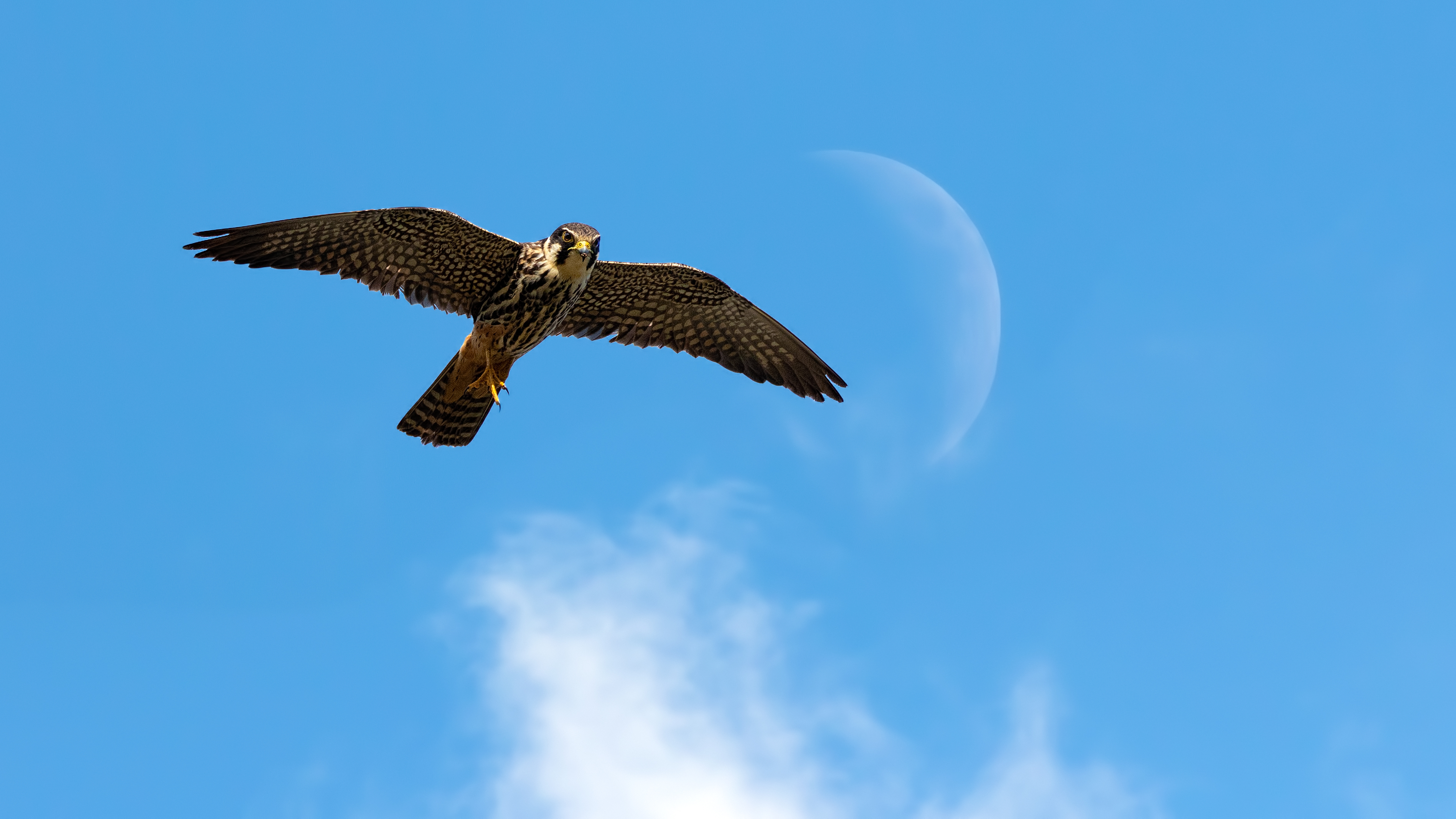 Photo free Falcon, flight, Hertfordshire