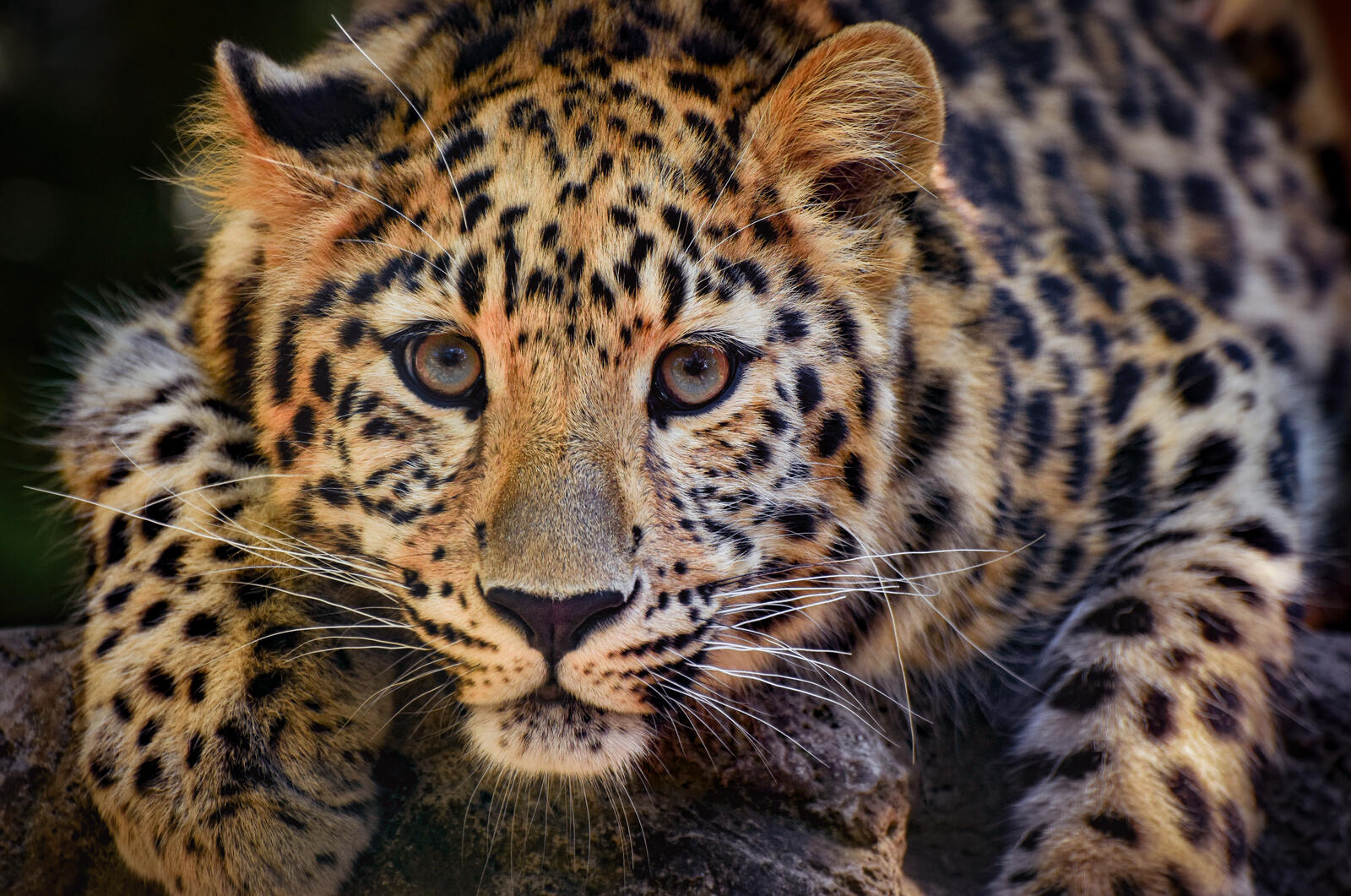 Бесплатное фото Пристальный взгляд леопарда