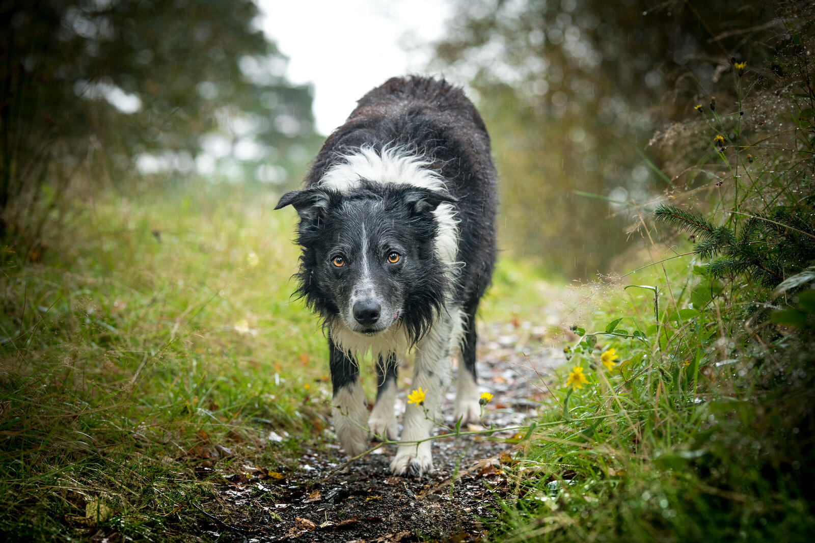 Wallpapers border collie dog photograph on the desktop