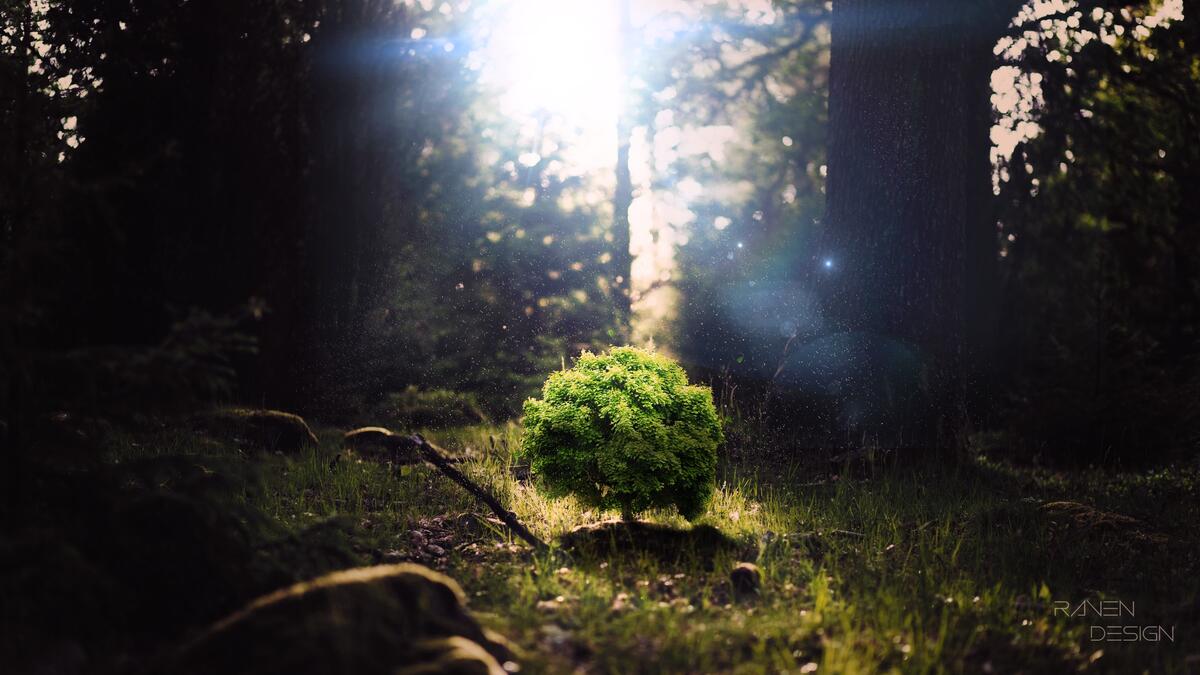 A small tree in the sun