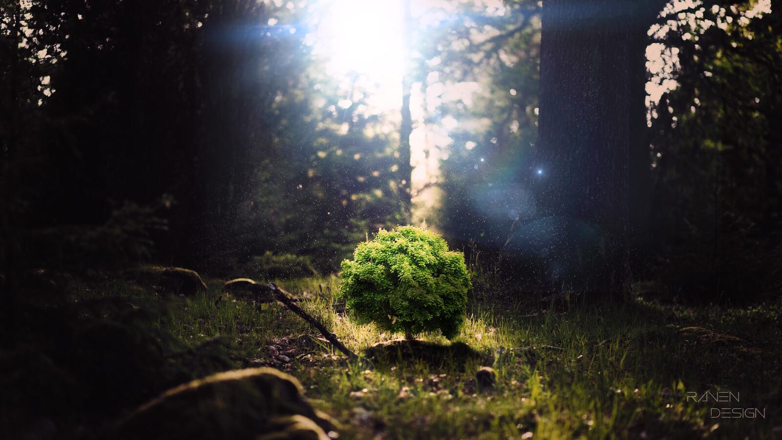 Бесплатное фото Маленькое дерево под лучами солнца