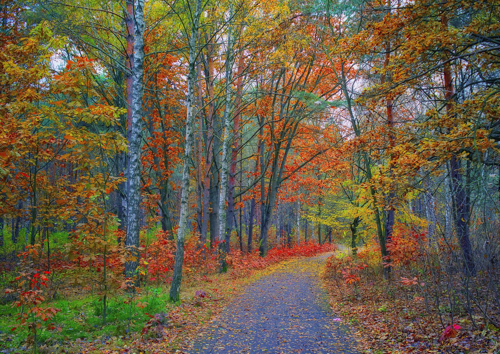 Free photo Autumn trail in the woods