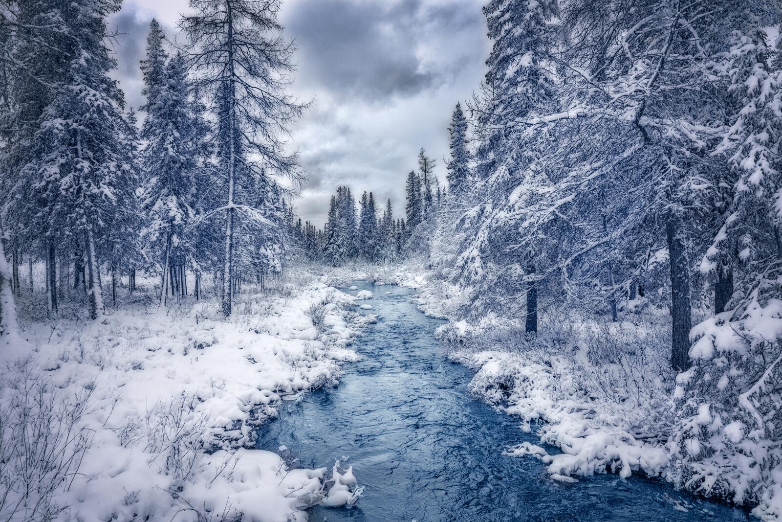 Обои деревья в снегу природа лес на рабочий стол