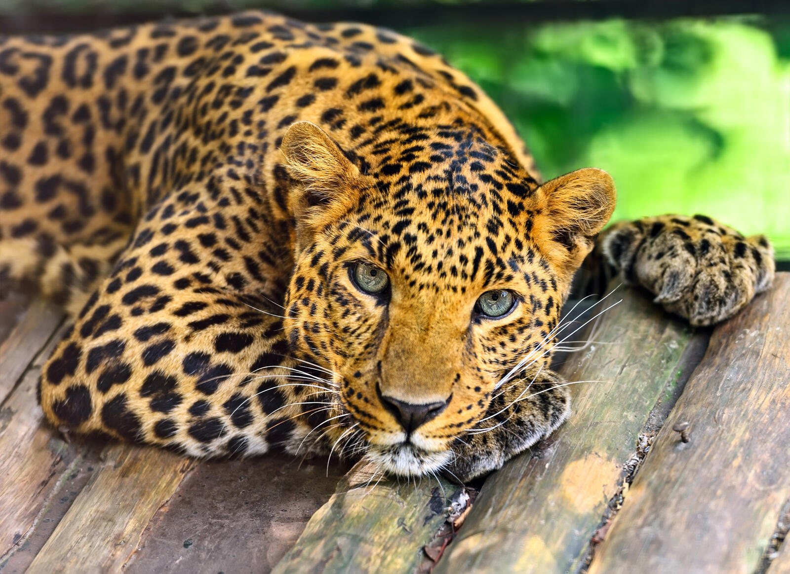Бесплатное фото Угрюмый леопард