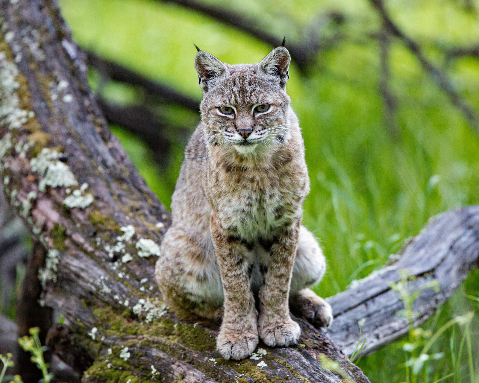 Wallpapers animal Lynx lynx big cat on the desktop