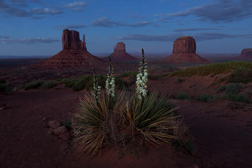Flowering thorn in Monument Valley
