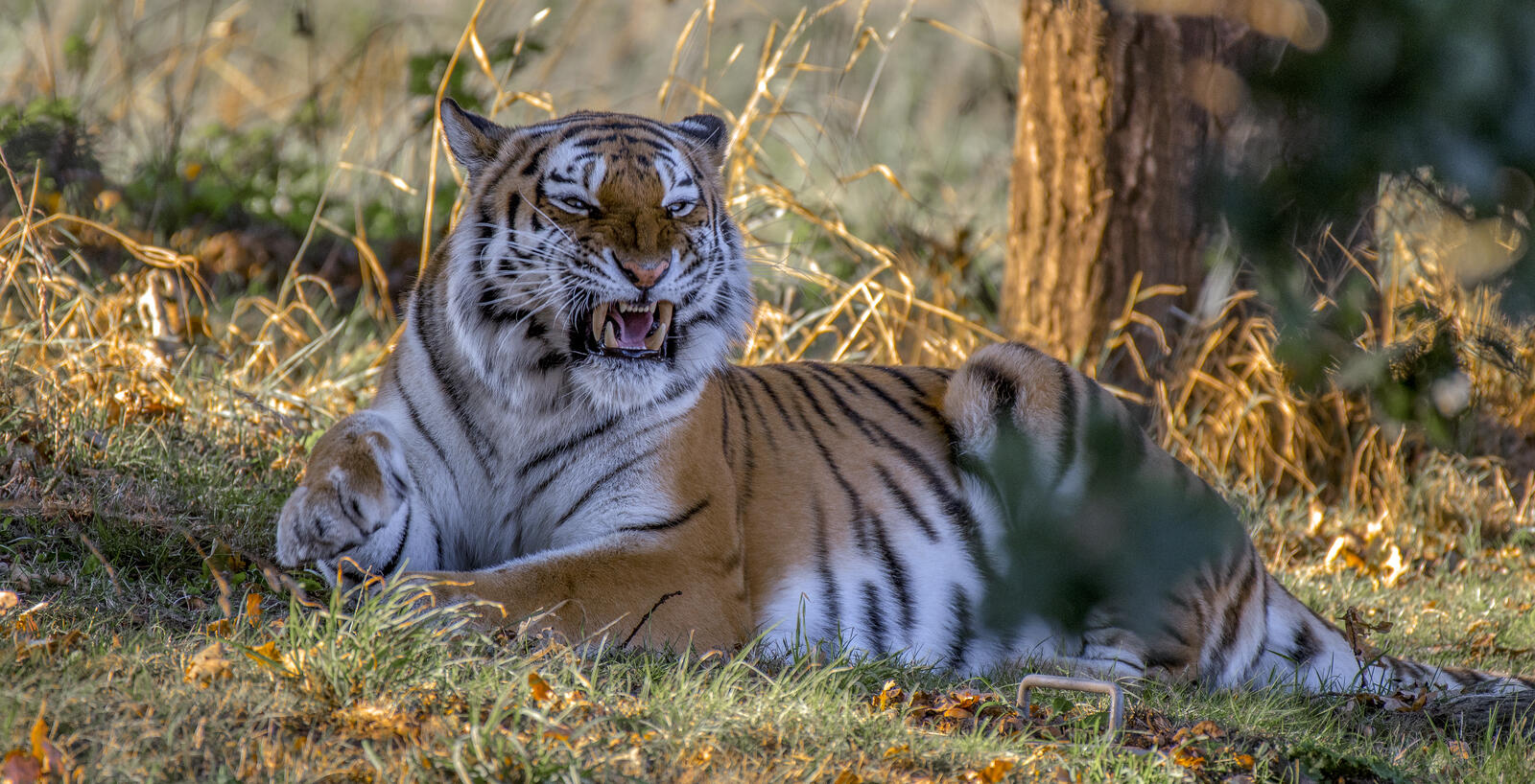 Бесплатное фото Оскал Амурского тигра