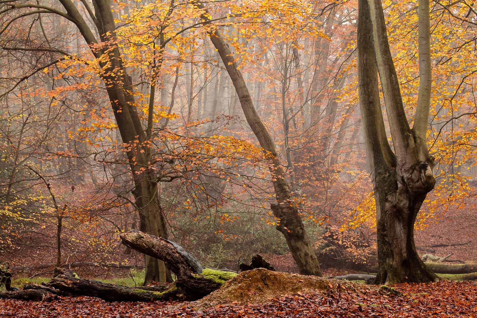 Обои туман в лесу осень осенние листья на рабочий стол
