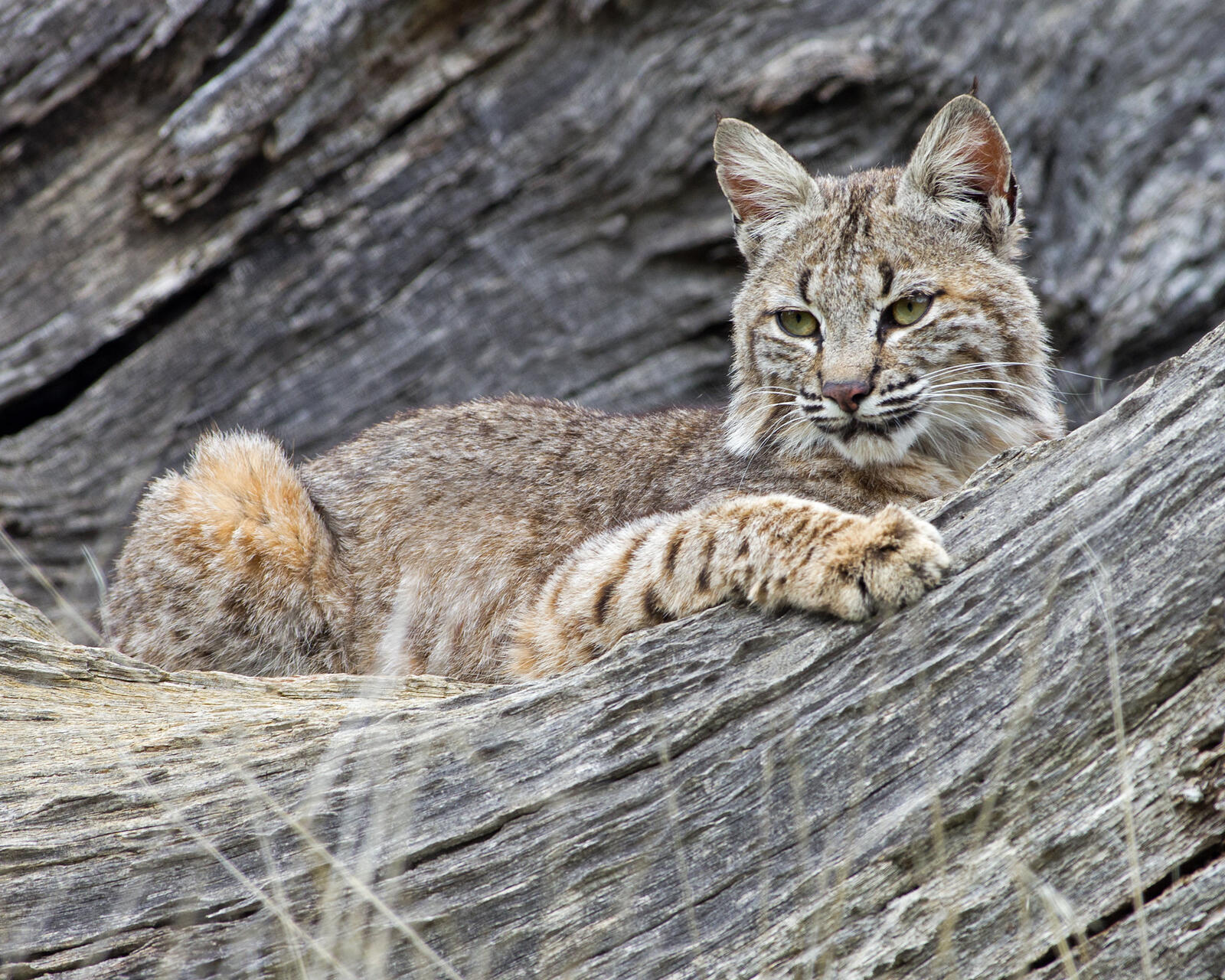 Обои большая кошка Lynx lynx рысь на рабочий стол