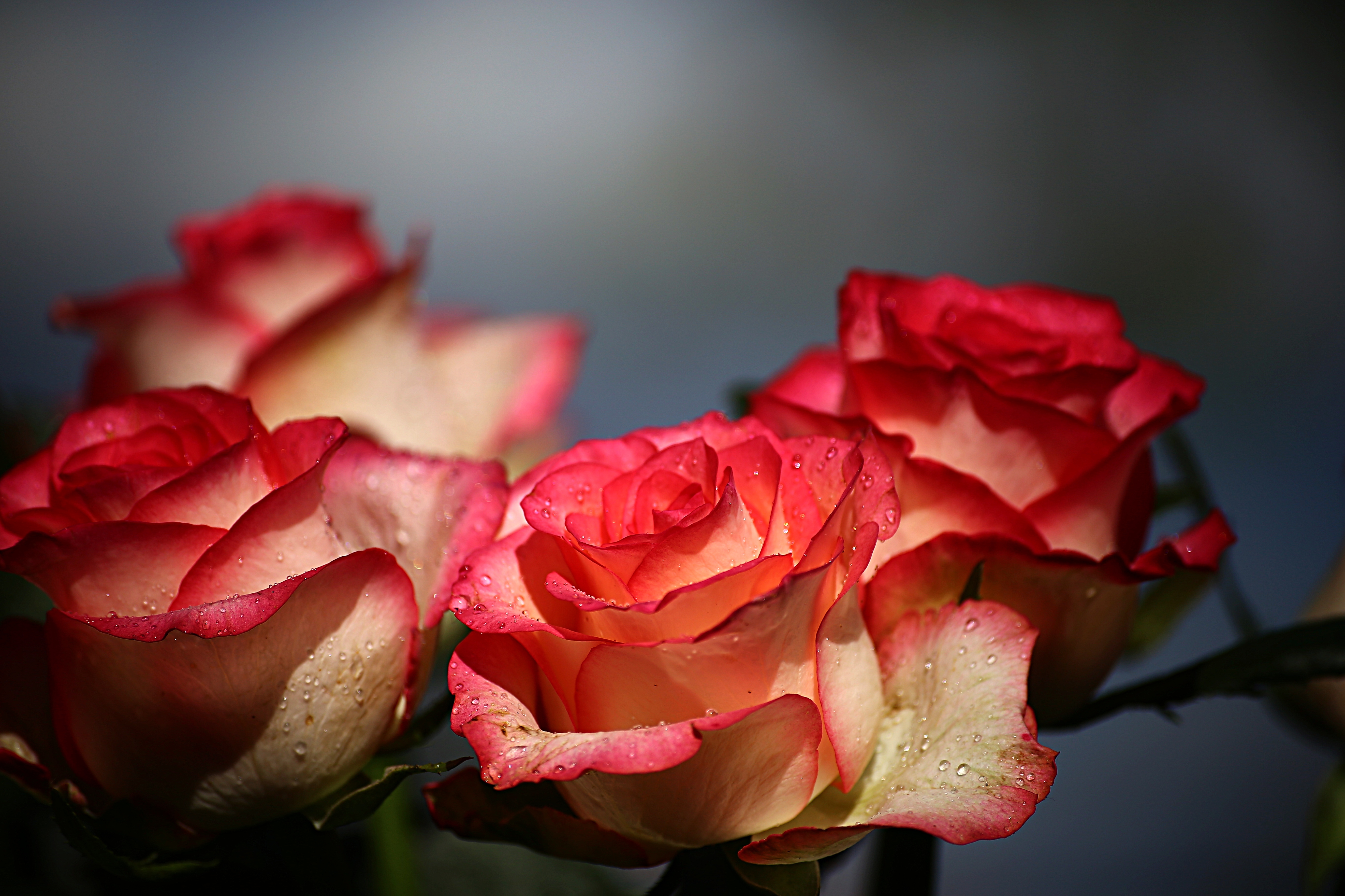 Фото бесплатно цветок, розы, природа