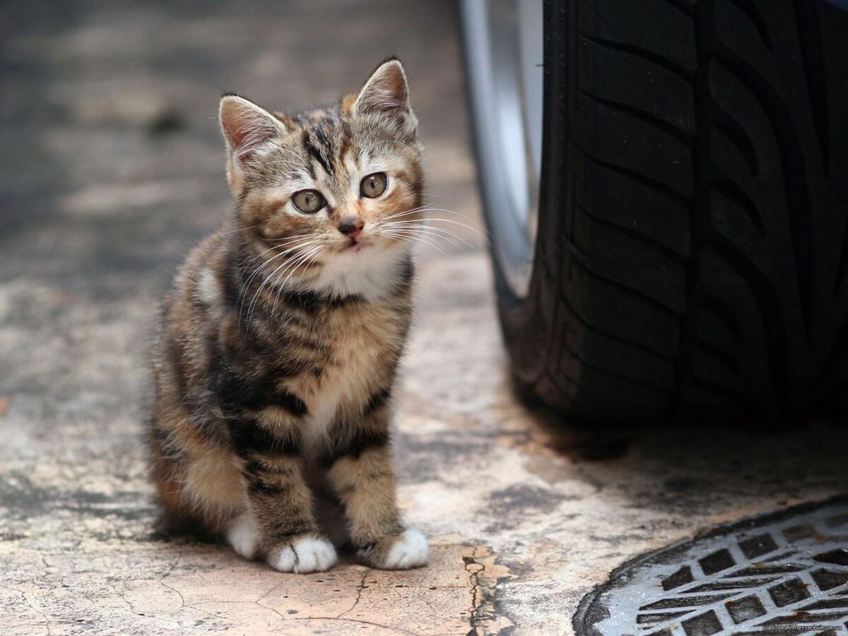 Kitten posing on the road