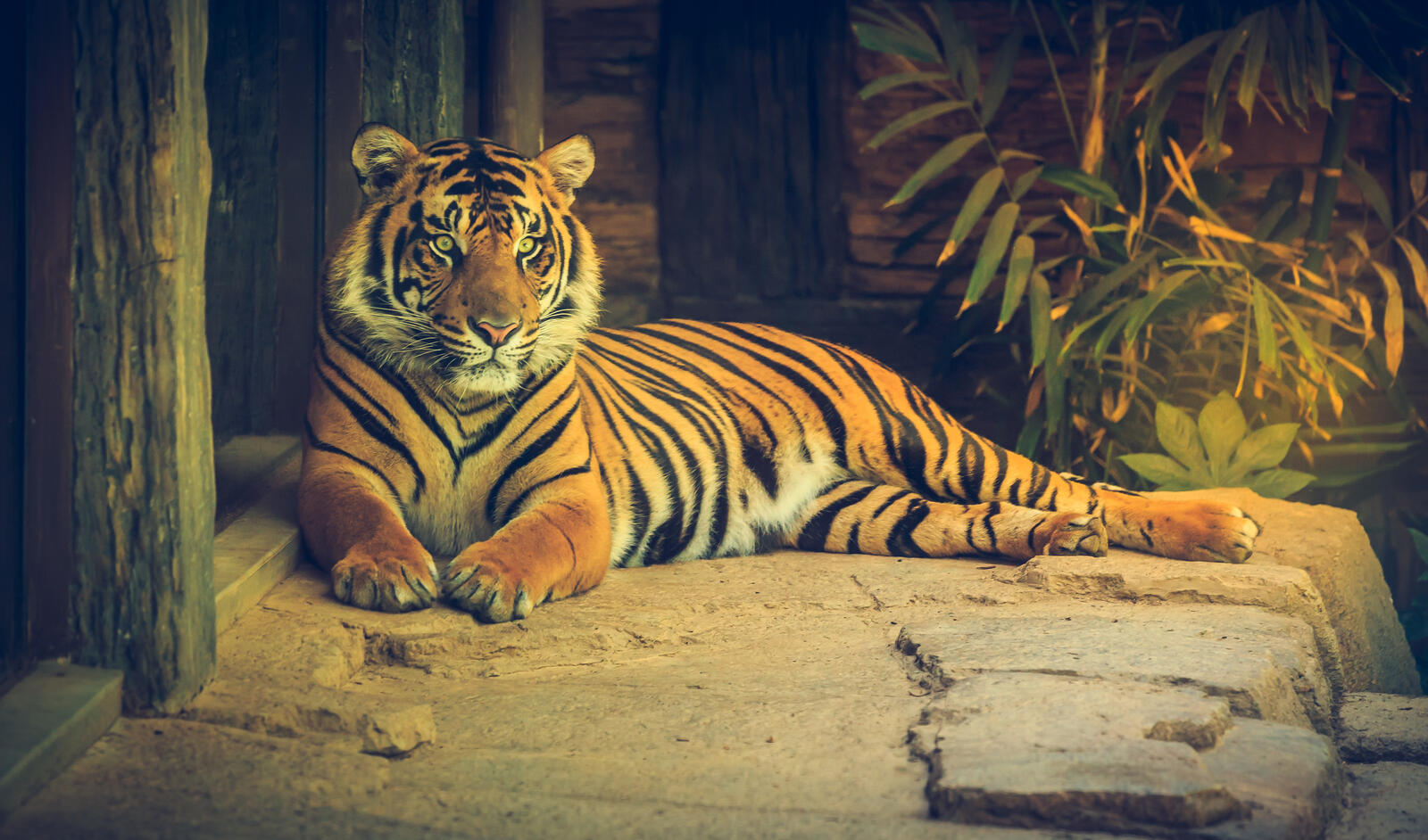 Wallpapers Taken at San Diego Safari Park California tiger on the desktop