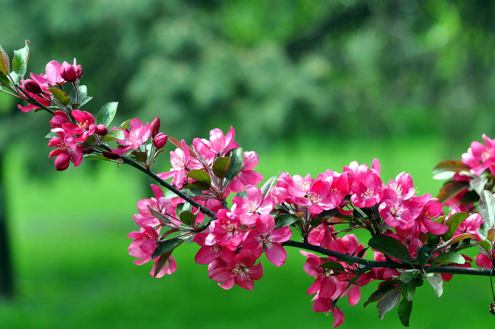 Обои весна цветение цветущая ветка на рабочий стол