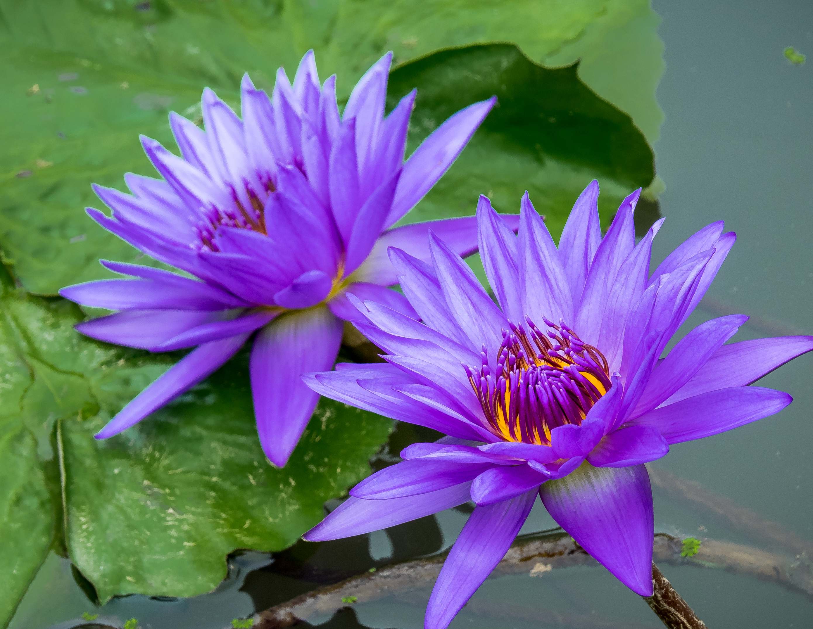 Wallpapers water Lily water river on the desktop