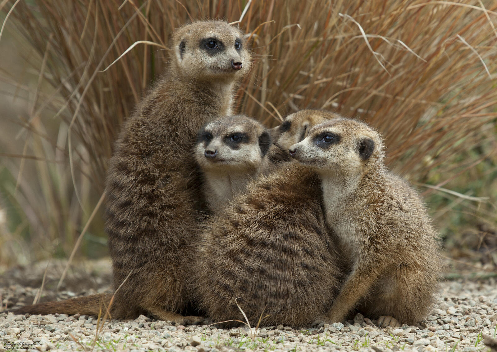 Free photo Meerkats in South Africa