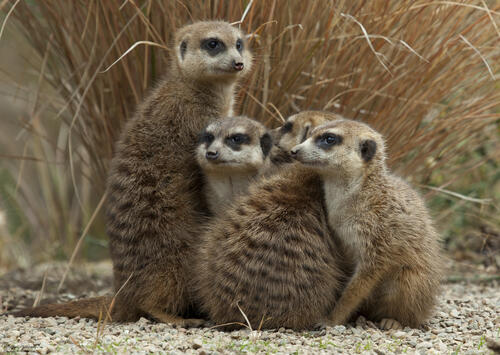 Meerkats in South Africa