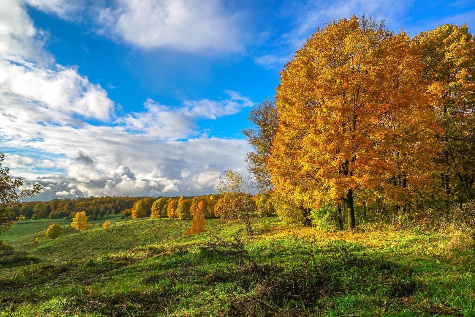 Wallpapers autumn in Moscow Tsaritsyno Museum-reserve nature on the desktop