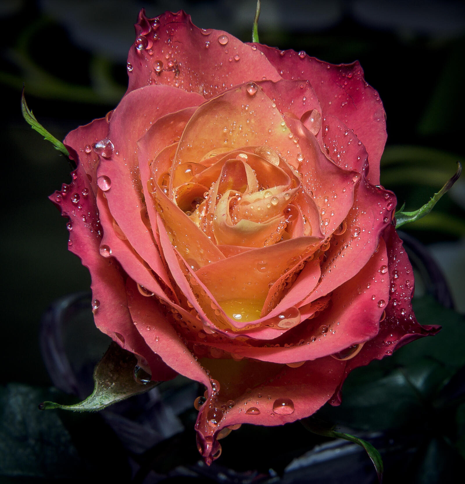 Обои капли воды флора розы на рабочий стол