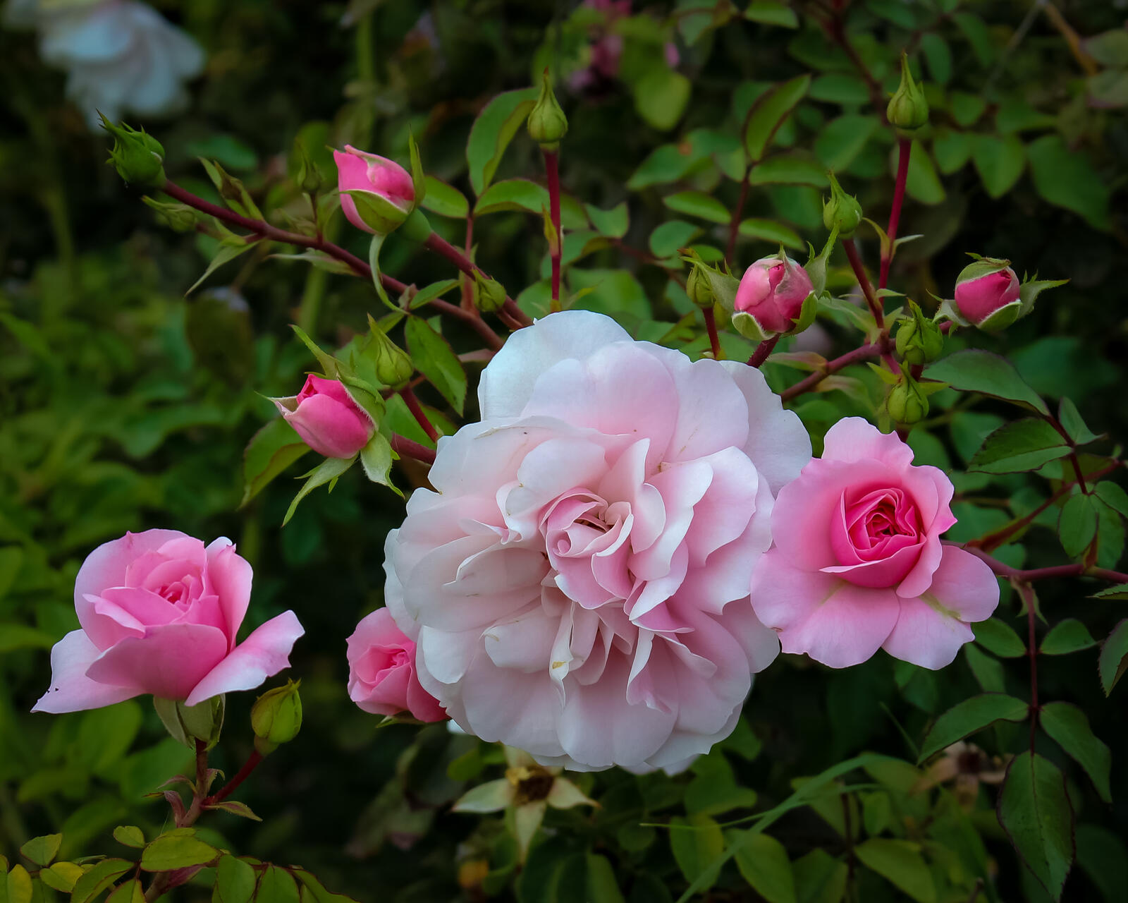 桌面上的壁纸玫瑰 灌木丛 鲜花