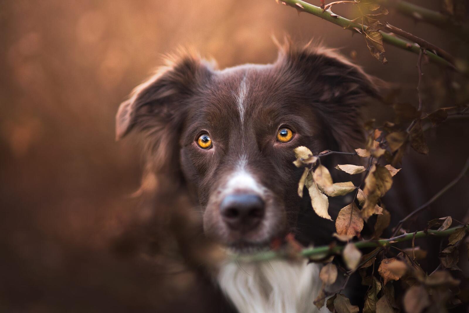 Free photo Brown dog and same leaves