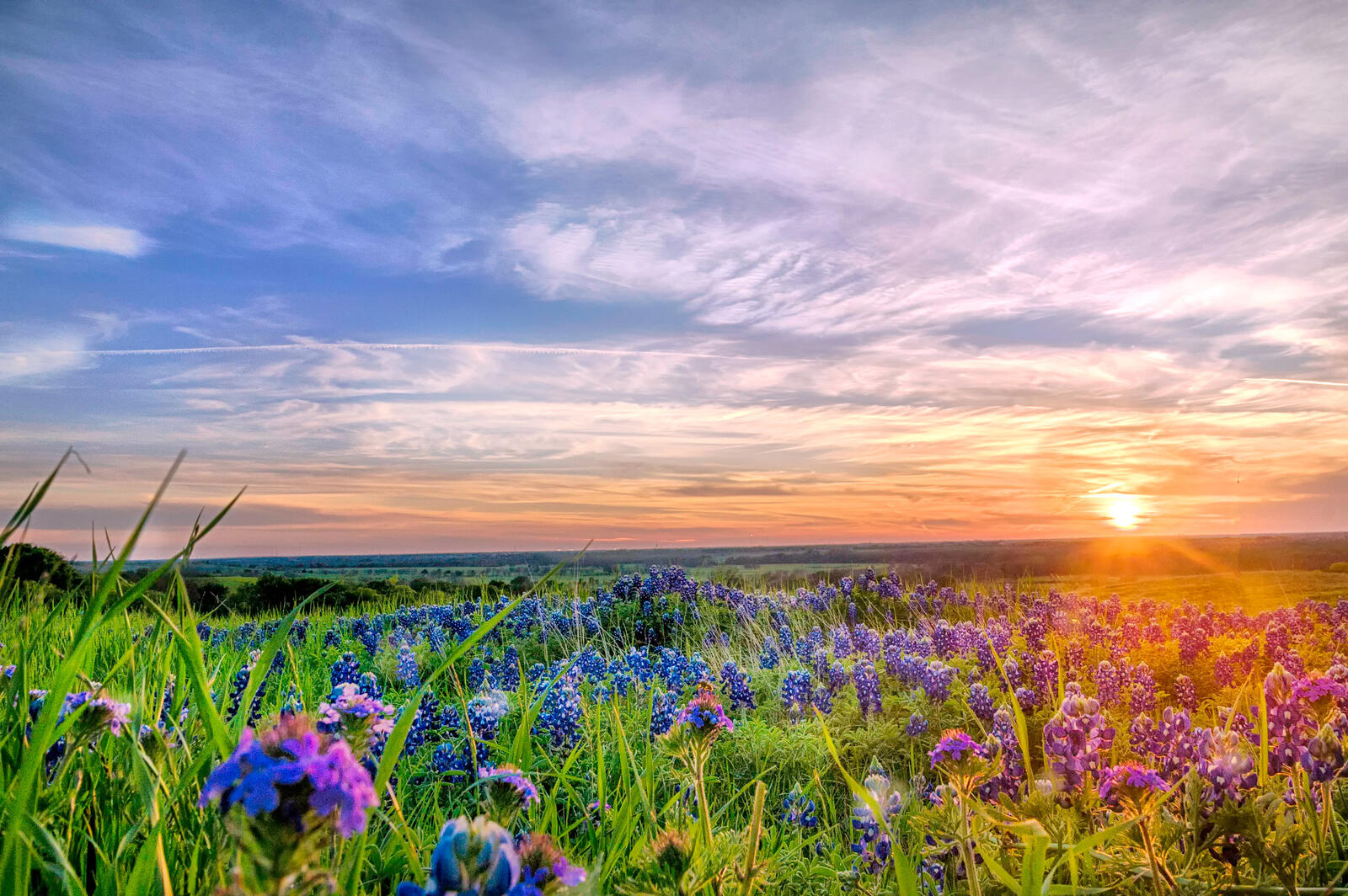 Wallpapers lupine flowers sunset on the desktop