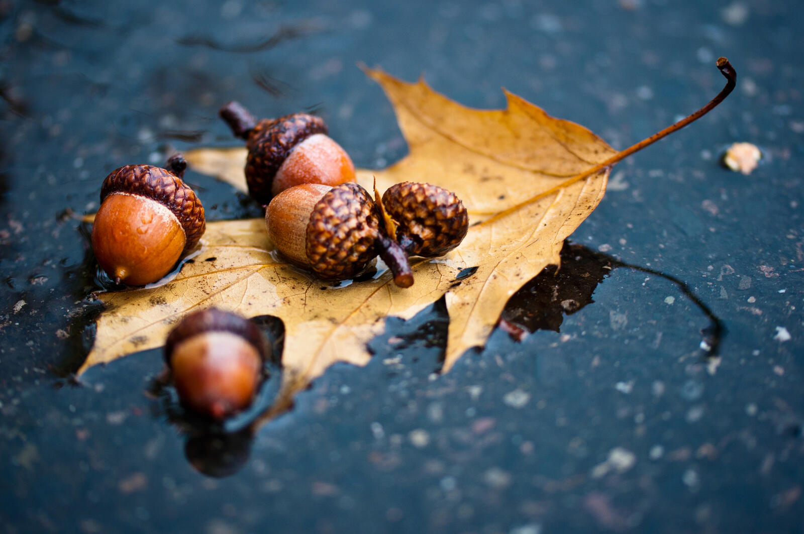 Wallpapers acorns maple autumn on the desktop