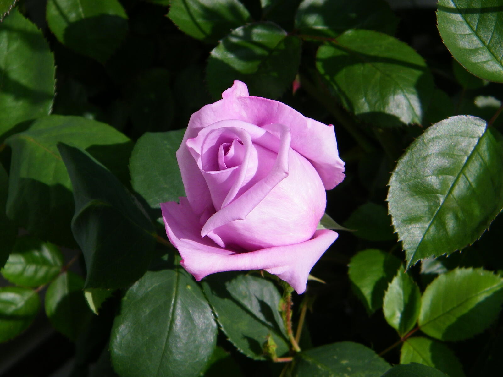 Обои роза розовая роза розовые лепестки на рабочий стол