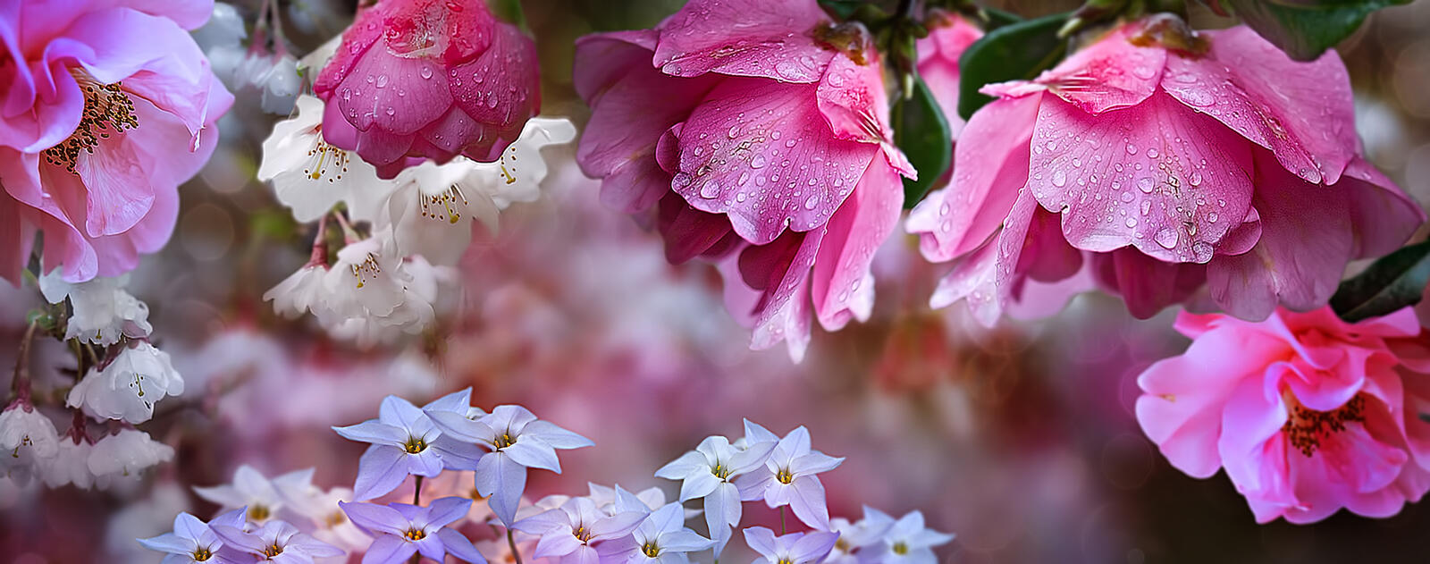 Бесплатное фото Белые и розовые цветочки