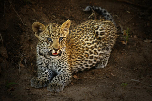 Маленький котенок леопарда