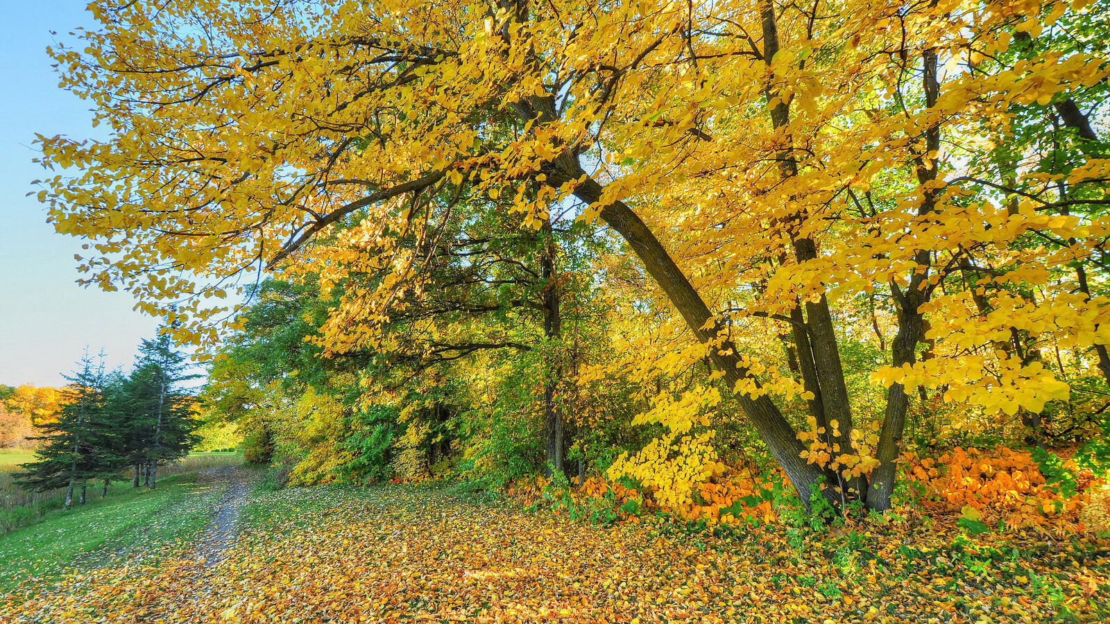 Обои желтые листья краски осени осенние листья на рабочий стол