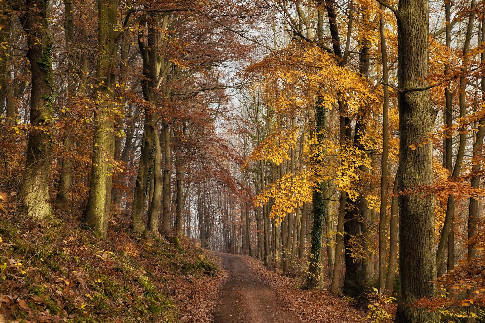 Free photo Autumn forest road among trees and foliage
