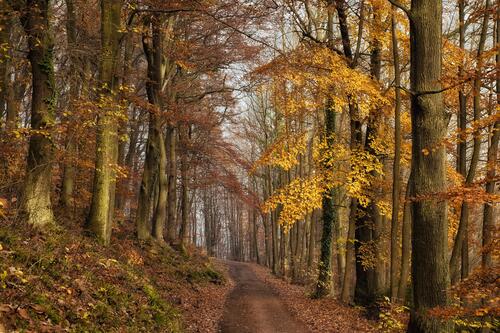 Autumn forest road among trees and foliage