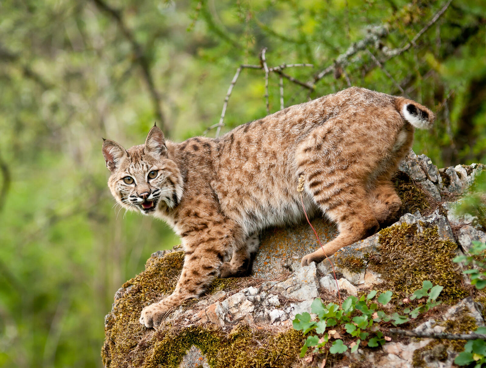 Wallpapers lynx wild cat predator on the desktop