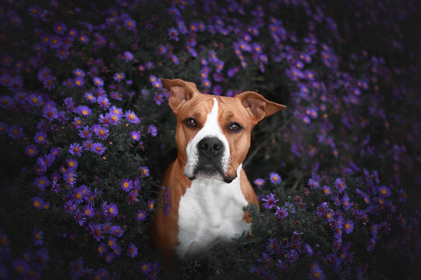 免费照片红狗在紫丁香花丛中