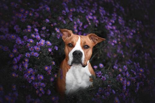 Red Dog in purple asters