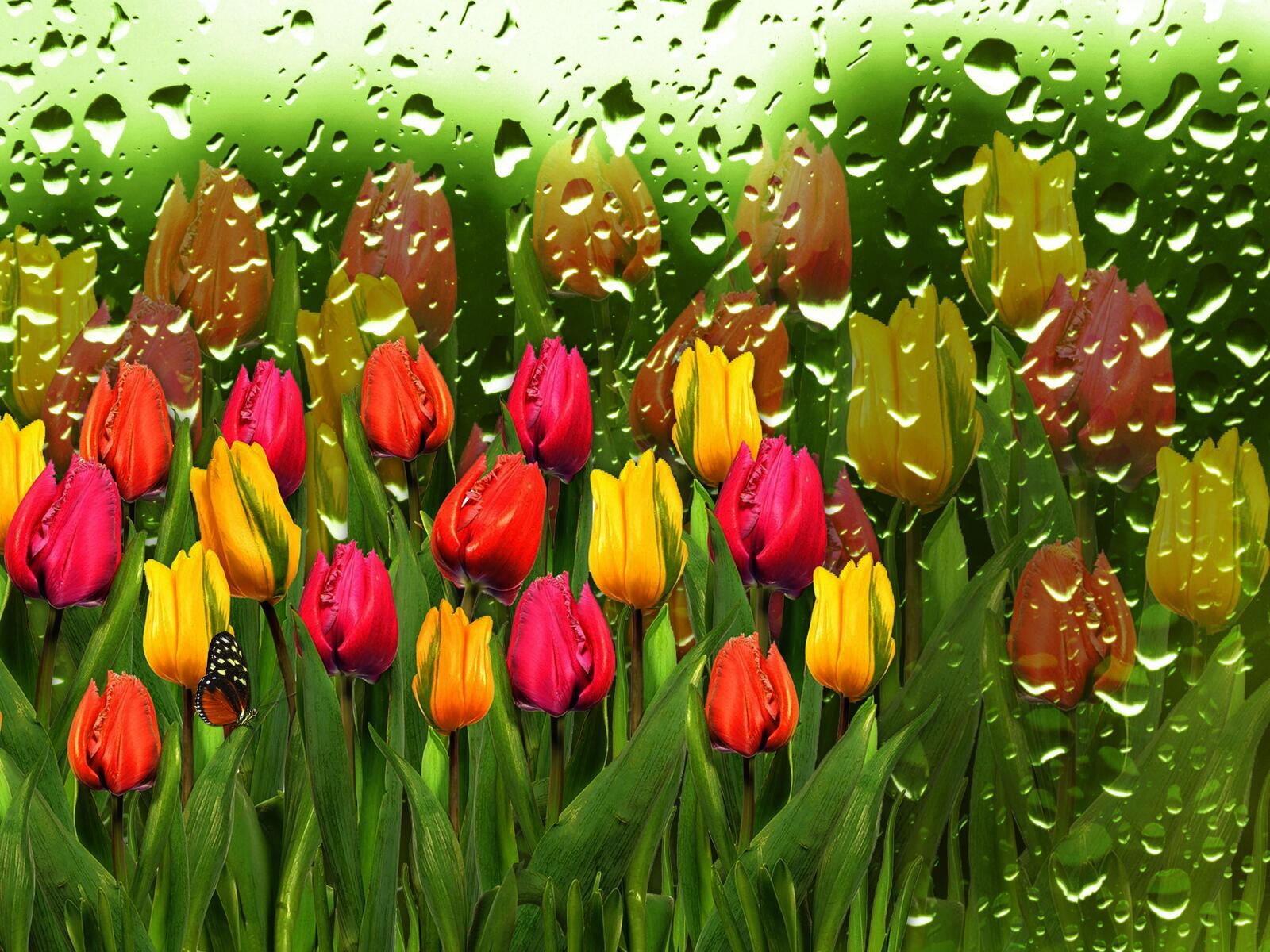 Wallpapers drops tulips flora on the desktop