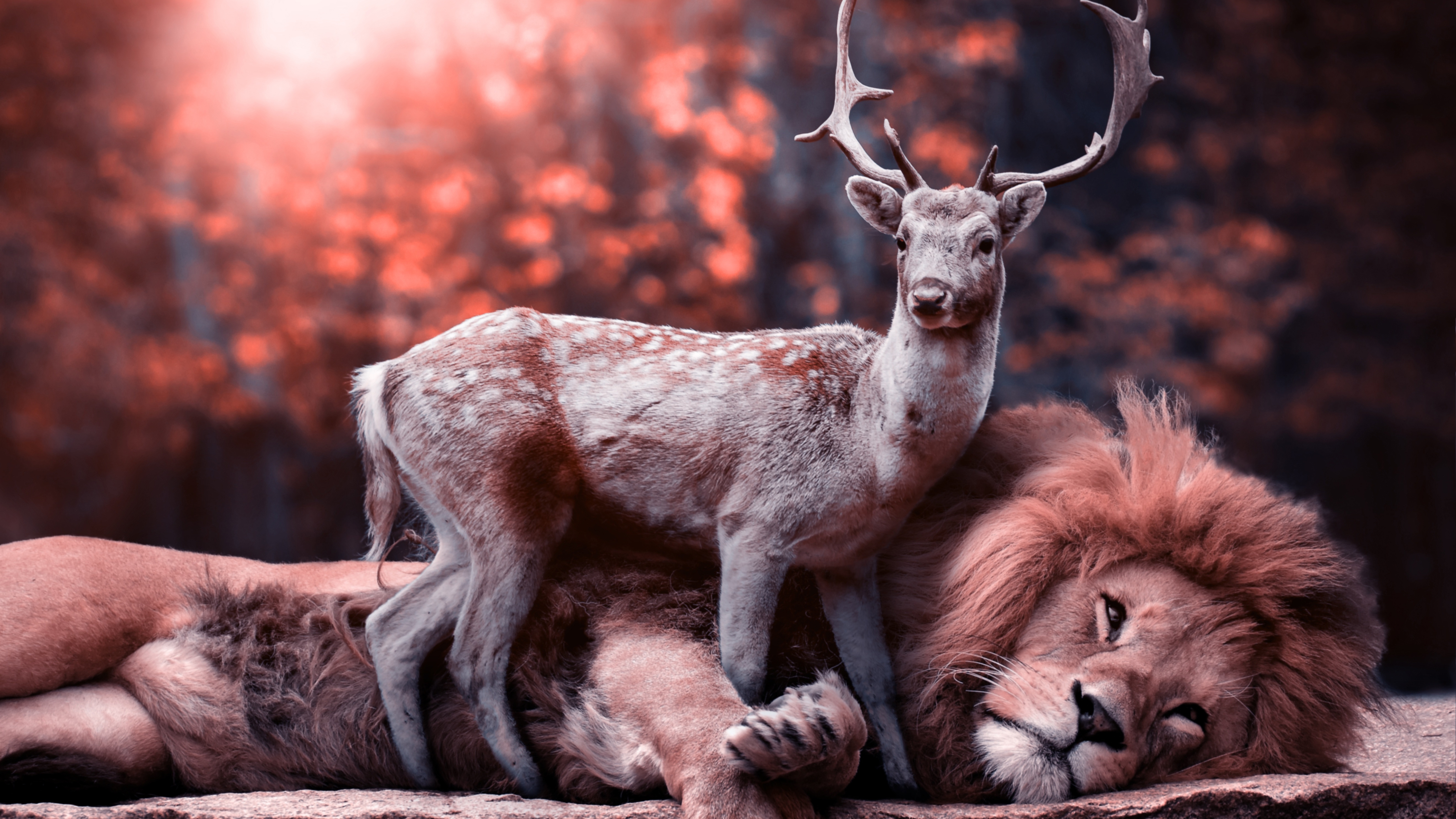 Wallpapers the deer and the lion friends wildlife on the desktop