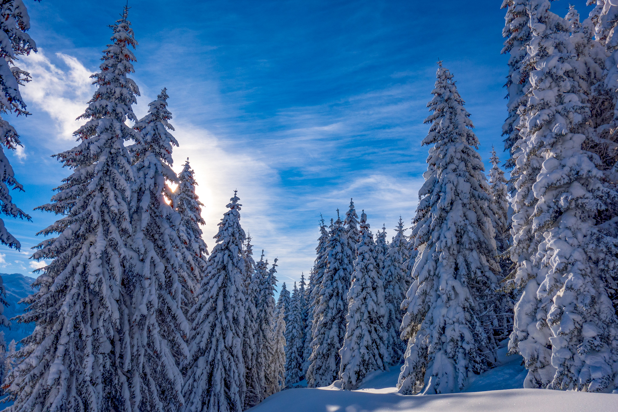 Бесплатное фото Зимний Зальцбург и елки