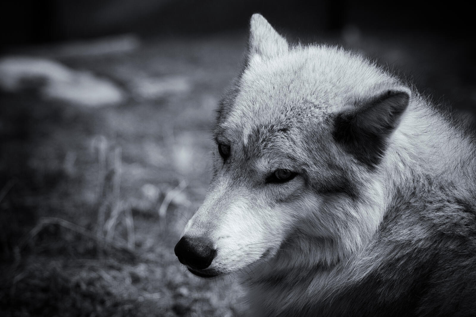 Wallpapers gray wolf face on the desktop